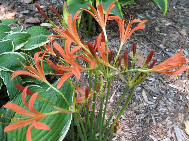 Lycoris (Lycoris sanguinea) 1 lycoris (Lycoris sanguinea)