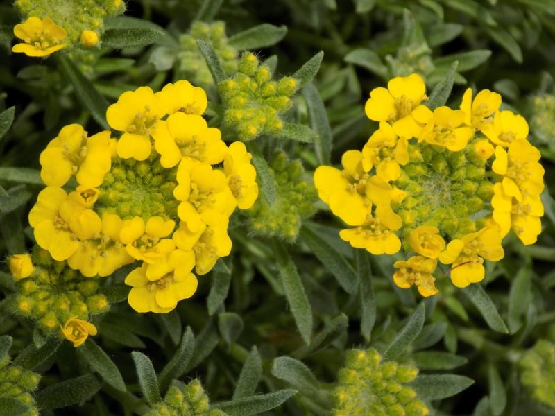 madwort (Alyssum wulfenianum 'Golden Spring')