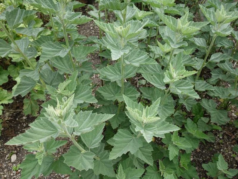 marsh mallow (Althaea officinalis)
