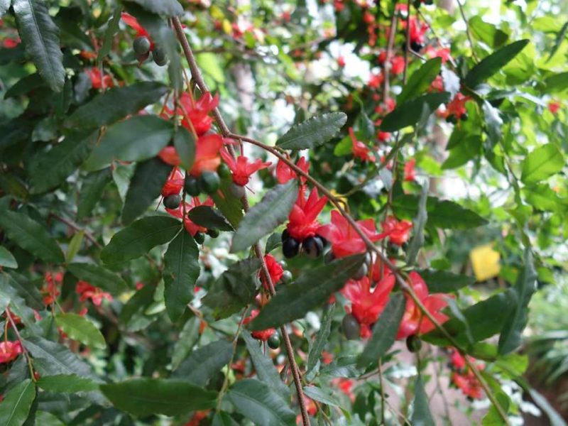 Mickey Mouse plant (Ochna serrulata)
