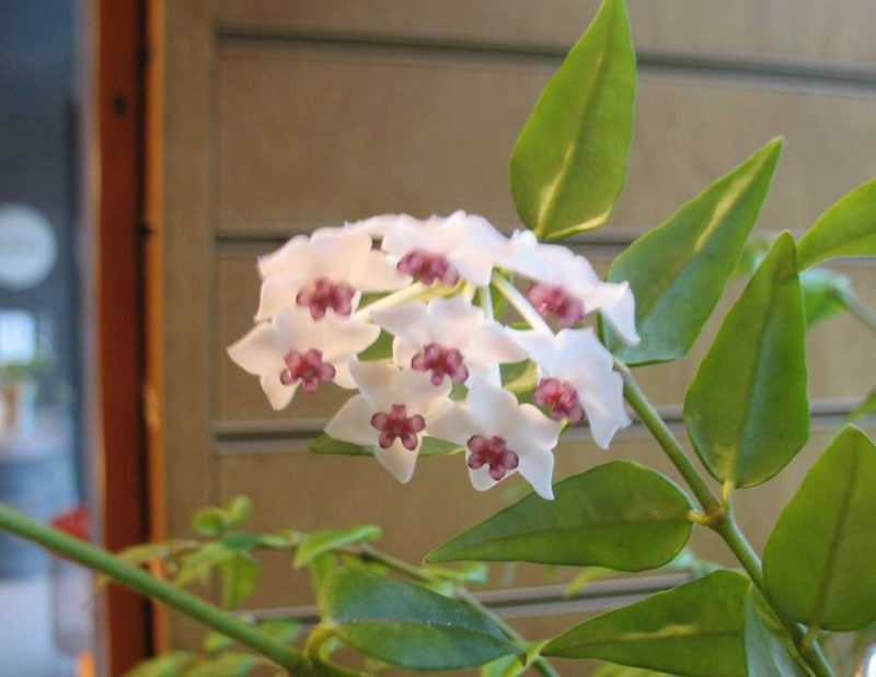 miniature wax plant (Hoya lanceolata subsp. bella)
