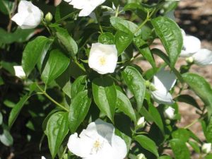 mock orange (Philadelphus coronarius 'Romanizam' ROMANTIC KNIGHT)