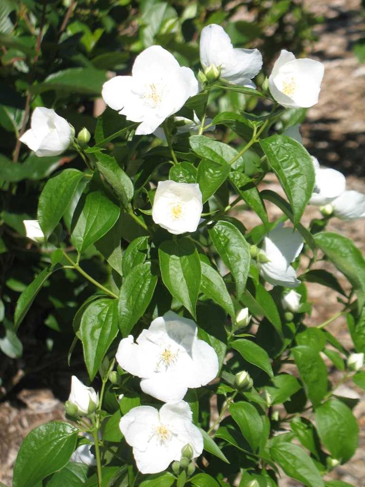 Mock orange (Philadelphus coronarius 'Romanizam' ROMANTIC KNIGHT) 1 mock orange (Philadelphus coronarius 'Romanizam' ROMANTIC KNIGHT)