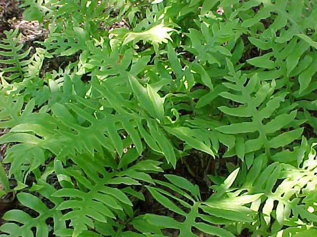 Netted chain fern (Woodwardia areolata) 1 netted chain fern (Woodwardia areolata)