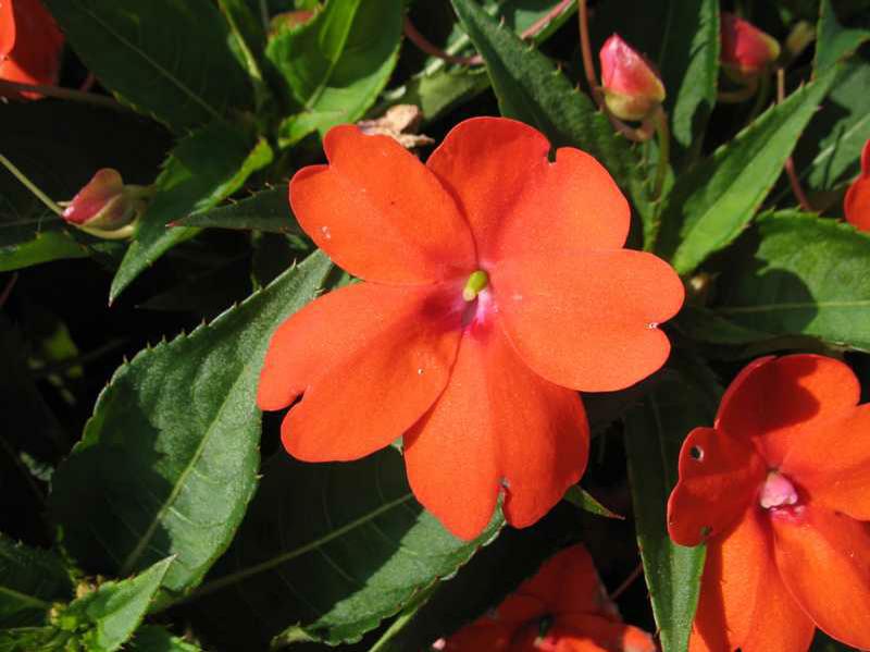 New Guinea impatiens (Impatiens hawkeri (group)) 1 New Guinea impatiens (Impatiens hawkeri (group))