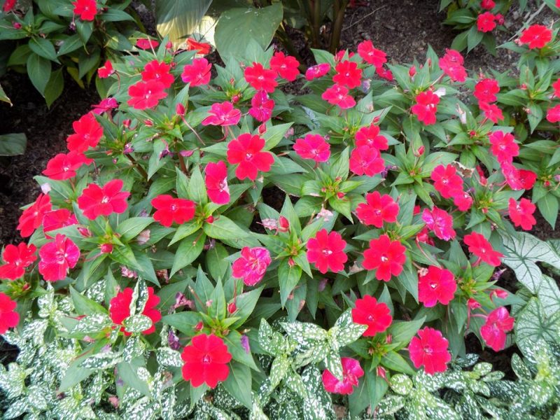 New Guinea impatiens (Impatiens SUNPATIENS COMPACT FIRE RED)