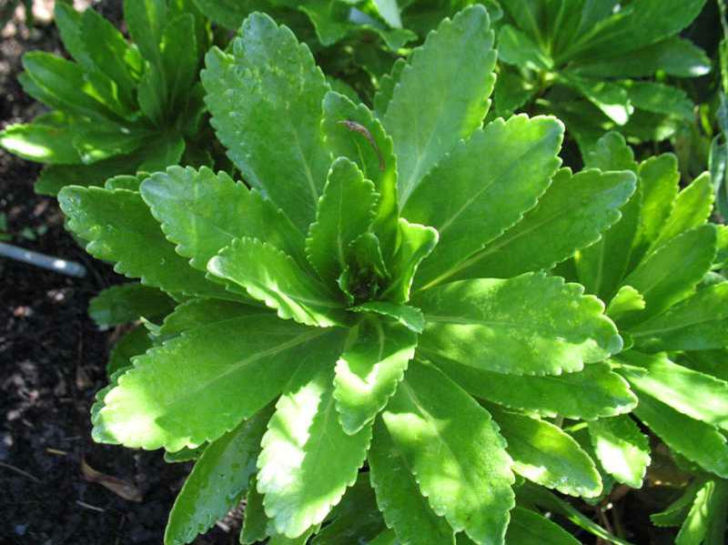 Nippon Daisy (Nipponanthemum Nipponicum) 1 Nippon daisy (Nipponanthemum nipponicum)