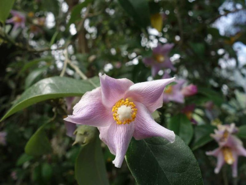 Norfolk Island hibiscus (Lagunaria patersonii)