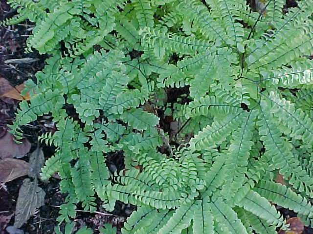 Northern maidenhair fern (Adiantum pedatum) 1 Northern maidenhair fern (Adiantum pedatum)