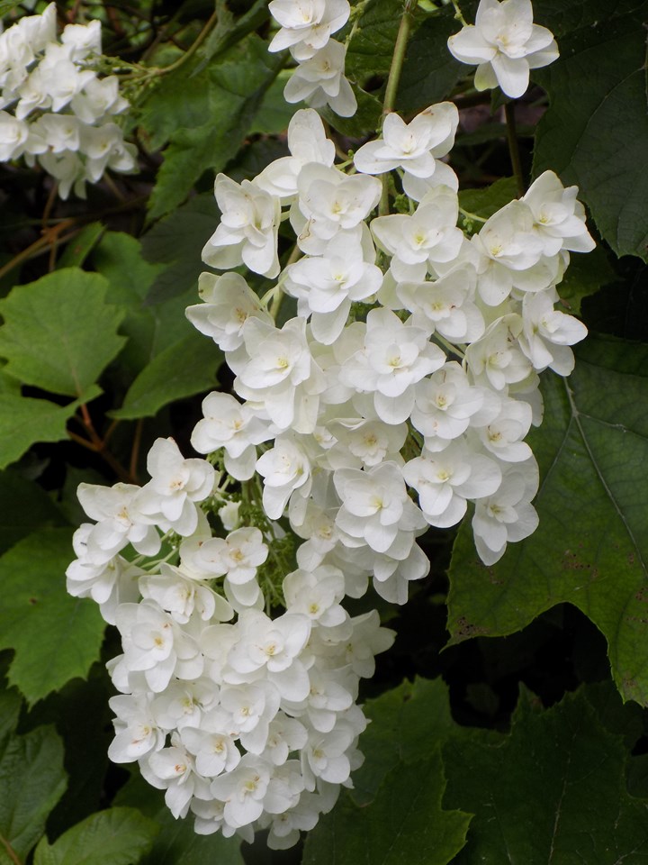 Oakleaf hydrangea (Hydrangea quercifolia 'Brido' SNOW FLAKE) 1 oakleaf hydrangea (Hydrangea quercifolia 'Brido' SNOW FLAKE)