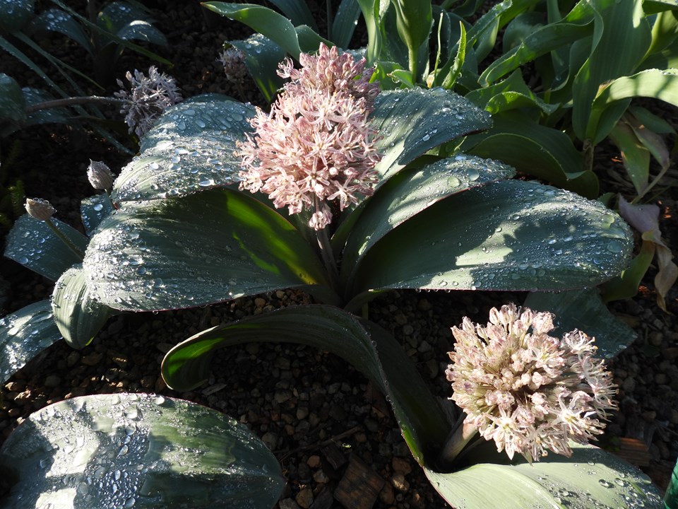 Ornamental Onion (Allium Karataviense) 1 ornamental onion (Allium karataviense)