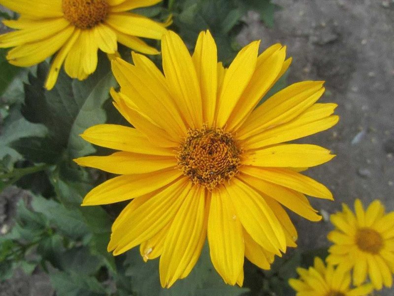 oxeye sunflower (Heliopsis helianthoides var. scabra 'Venus')
