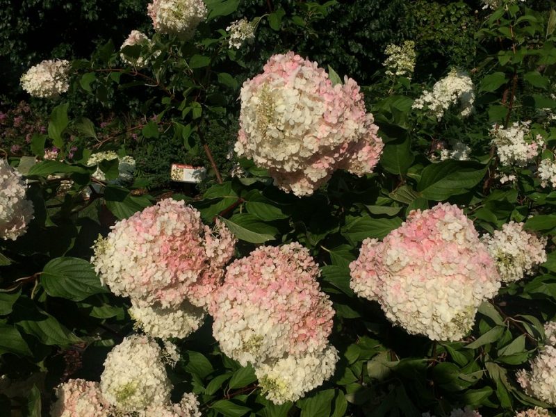 panicle hydrangea (Hydrangea paniculata 'Renhy' VANILLA STRAWBERRY)