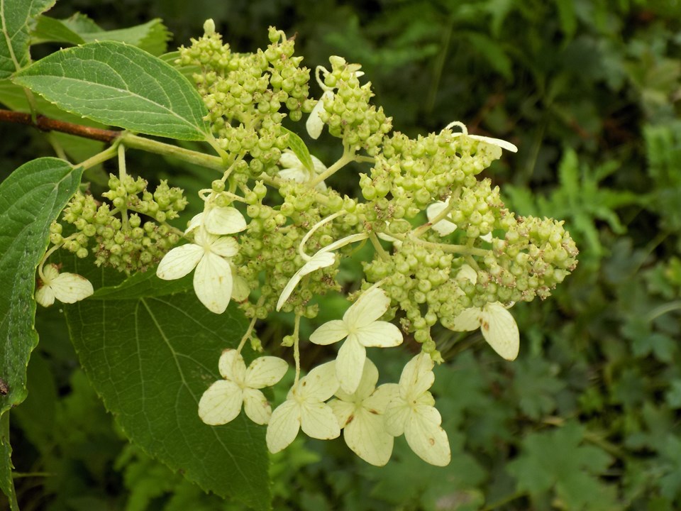 Panicle hydrangea (Hydrangea paniculata) 1 panicle hydrangea (Hydrangea paniculata)