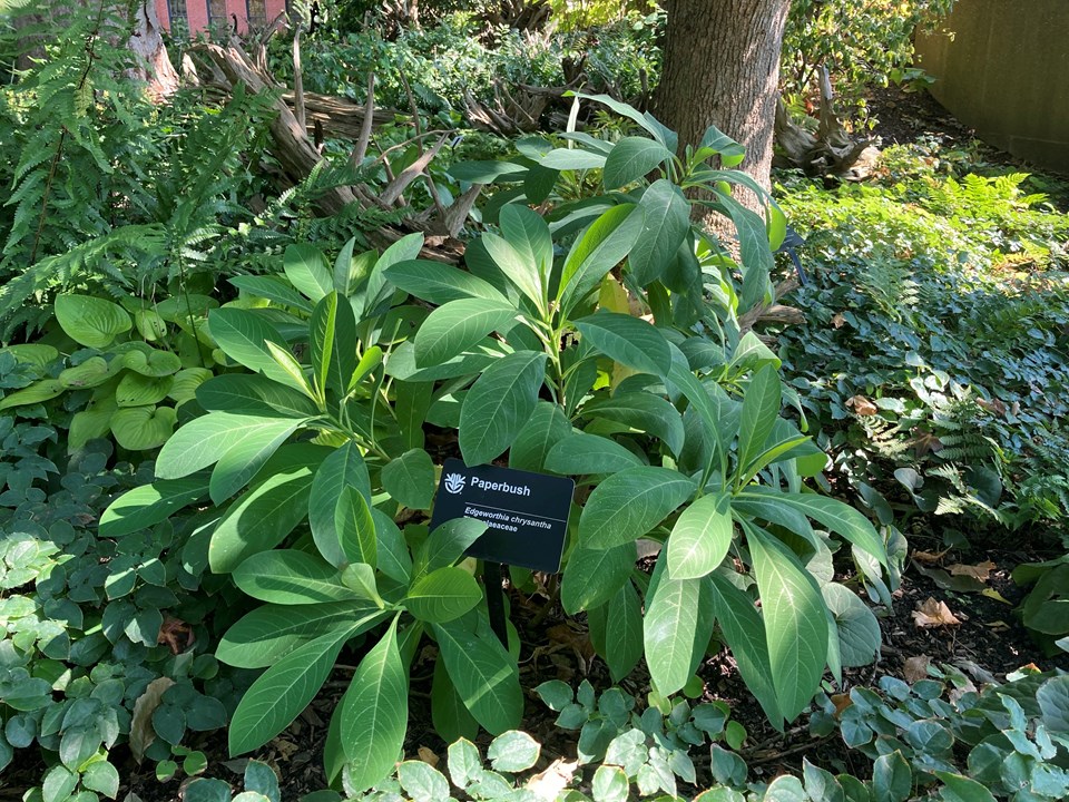 Paperbush (Edgeworthia chrysantha) 1 paperbush (Edgeworthia chrysantha)
