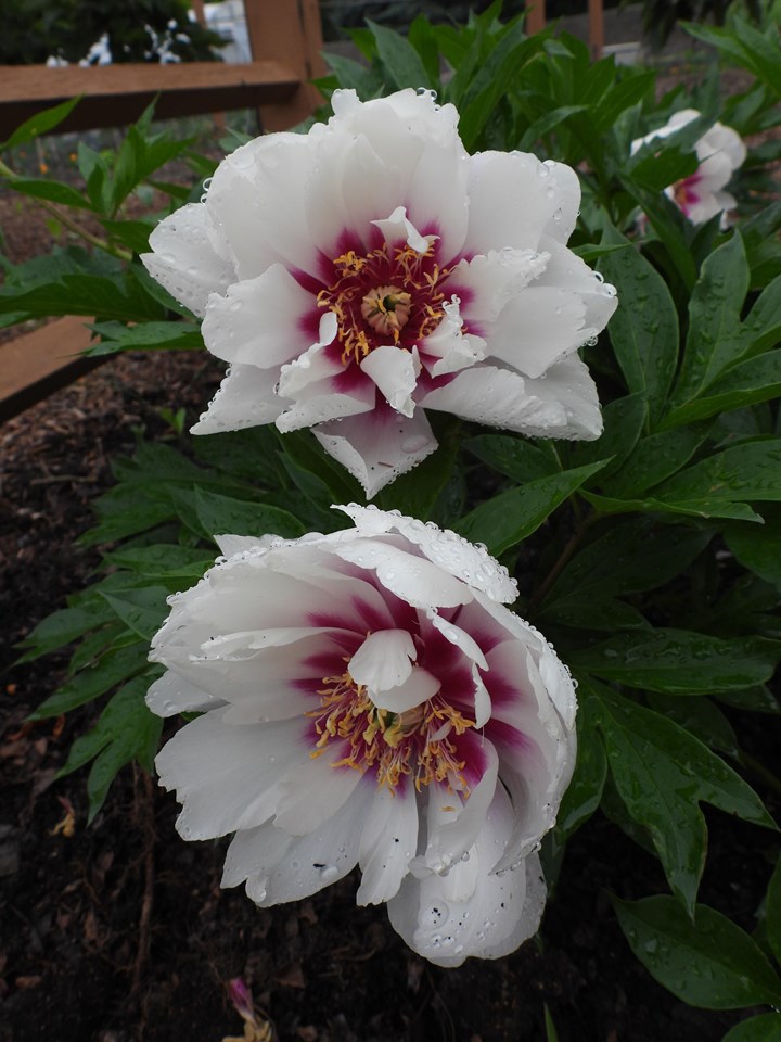 Peony (Paeonia 'Cora Louise') 1 peony (Paeonia 'Cora Louise')