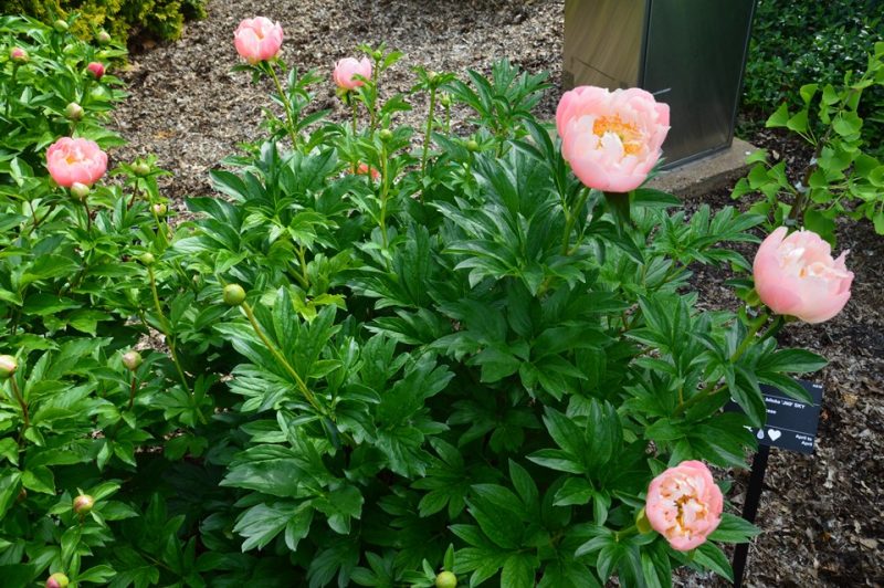 peony (Paeonia 'Pink Hawaiian Coral')