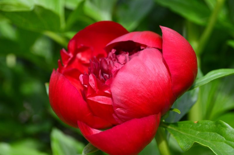 peony (Paeonia 'Red Charm')