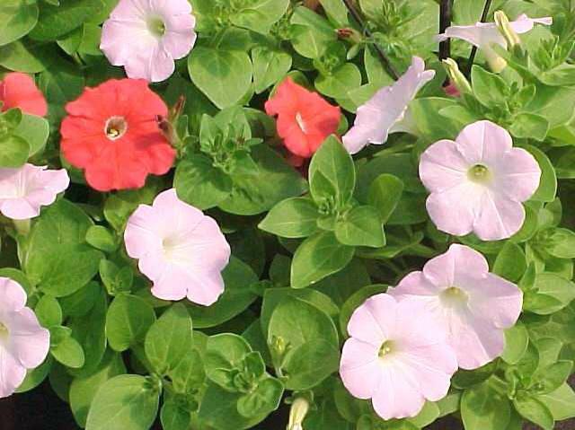Petunia (Petunia (group)) 1 petunia (Petunia (group))