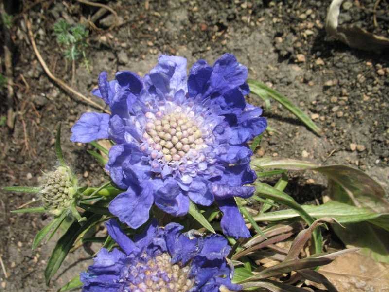 Pincushion flower (Scabiosa caucasica 'Fama') 1 pincushion flower (Scabiosa caucasica 'Fama')