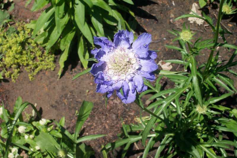 Pincushion Flower (Scabiosa Caucasica) 1 pincushion flower (Scabiosa caucasica)