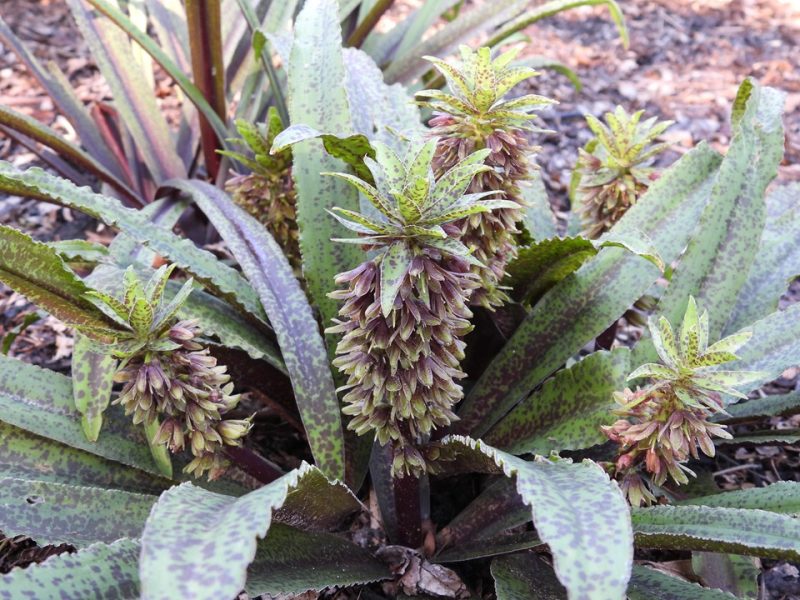pineapple lily (Eucomis 'Freckles')