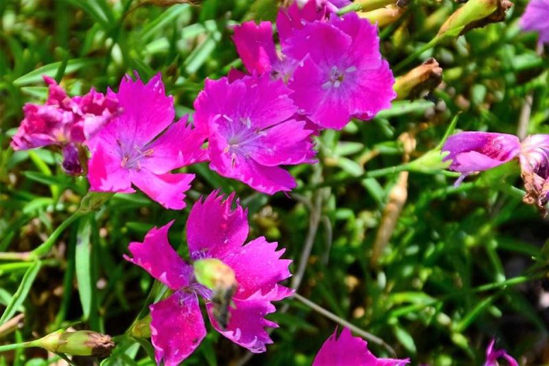 pink (Dianthus 'Kahori')
