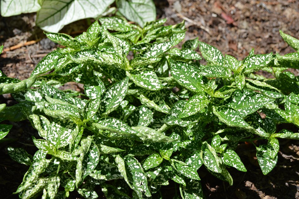 Polka Dot Plant (Hypoestes Phyllostachya 'Confetti Compact White') 1 polka dot plant (Hypoestes phyllostachya 'Confetti Compact White')