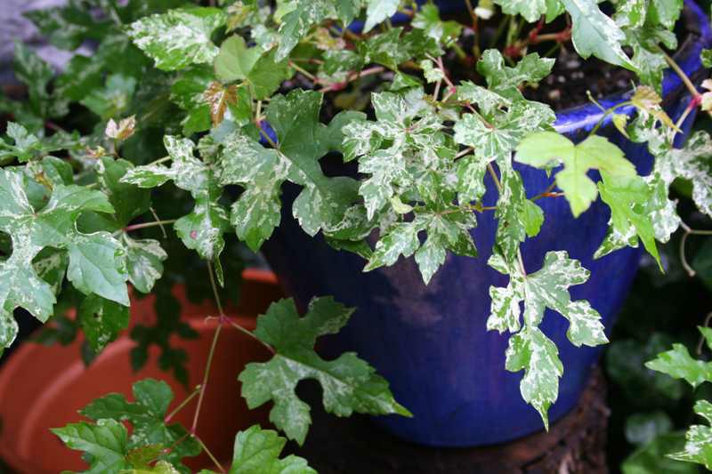 Porcelain Vine (Ampelopsis Brevipedunculata Var. Maximowiczii 'Elegans') 1 porcelain vine (Ampelopsis brevipedunculata var. maximowiczii 'Elegans')