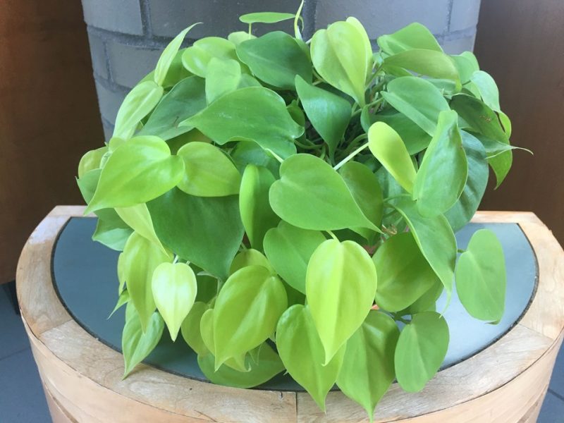 pothos (Epipremnum aureum 'Neon')