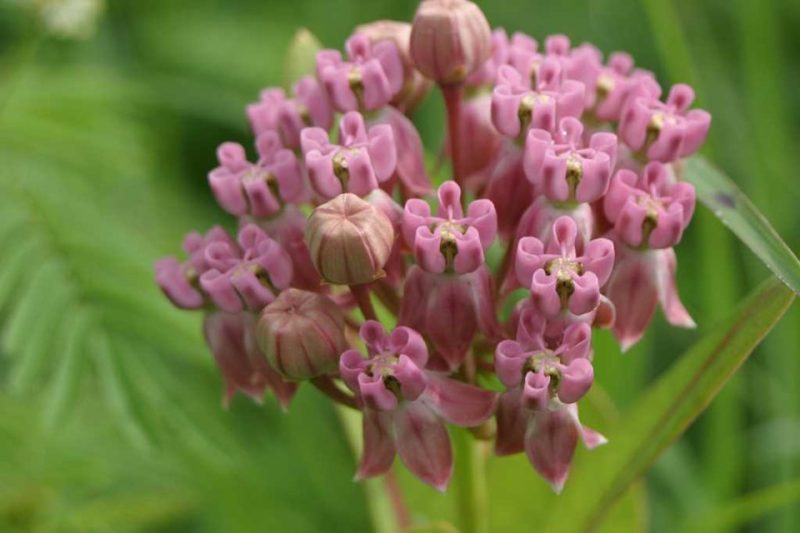 prairie milkweed (Asclepias sullivantii)
