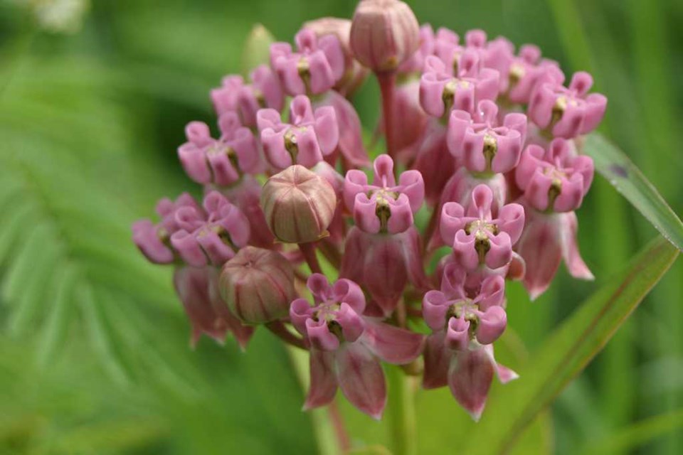 Prairie Milkweed (Asclepias Sullivantii) 1 prairie milkweed (Asclepias sullivantii)