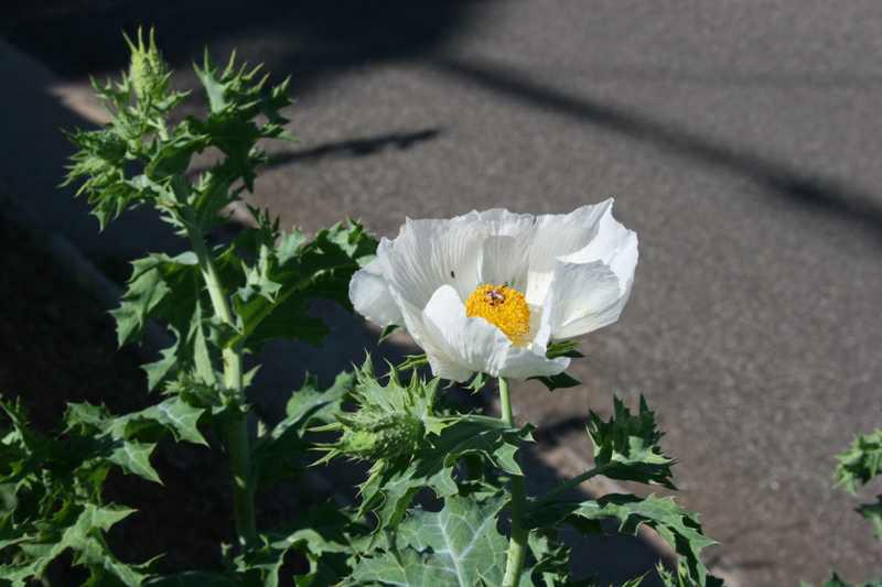 Prickly poppy (Argemone polyanthemos) 1 prickly poppy (Argemone polyanthemos)