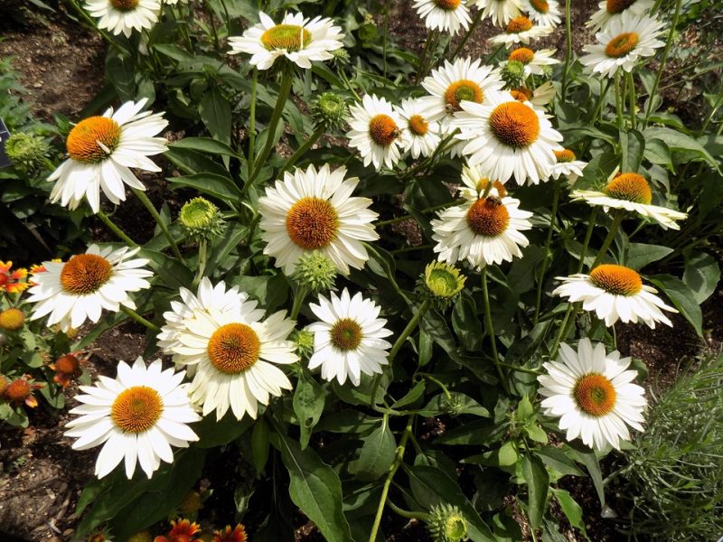 purple coneflower (Echinacea purpurea 'Fragrant Angel')