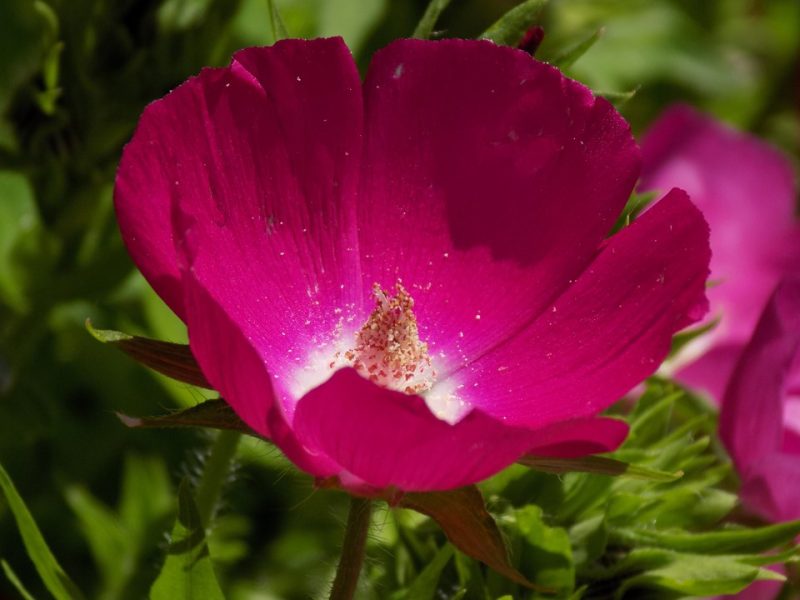 purple poppy mallow (Callirhoe involucrata)