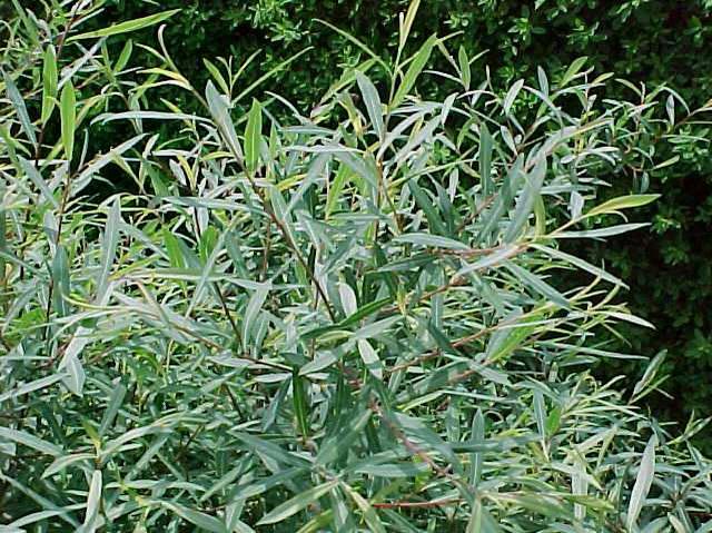 Purple willow (Salix purpurea 'Nana') 1 purple willow (Salix purpurea 'Nana')