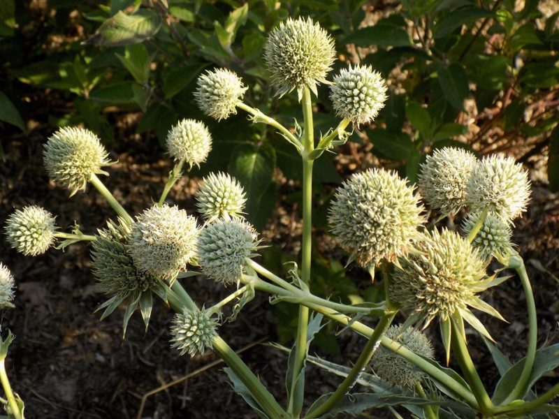 rattlesnake master (Eryngium yuccifolium 'Prairie Moon')