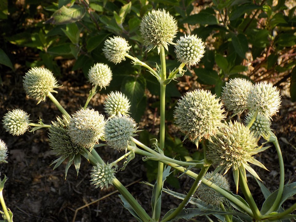 Rattlesnake master (Eryngium yuccifolium 'Prairie Moon') 1 rattlesnake master (Eryngium yuccifolium 'Prairie Moon')