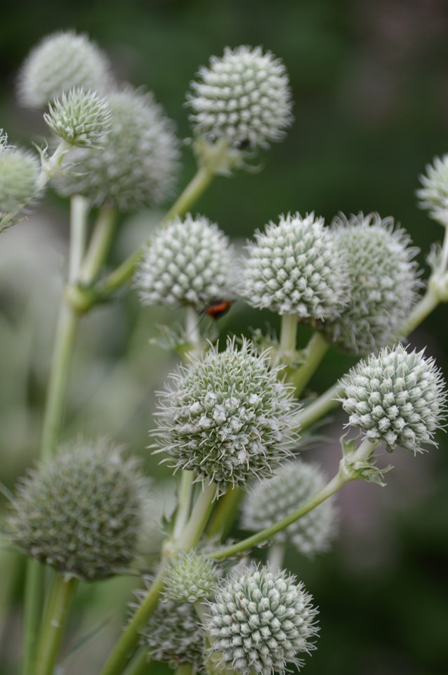 Rattlesnake master (Eryngium yuccifolium) 1 rattlesnake master (Eryngium yuccifolium)