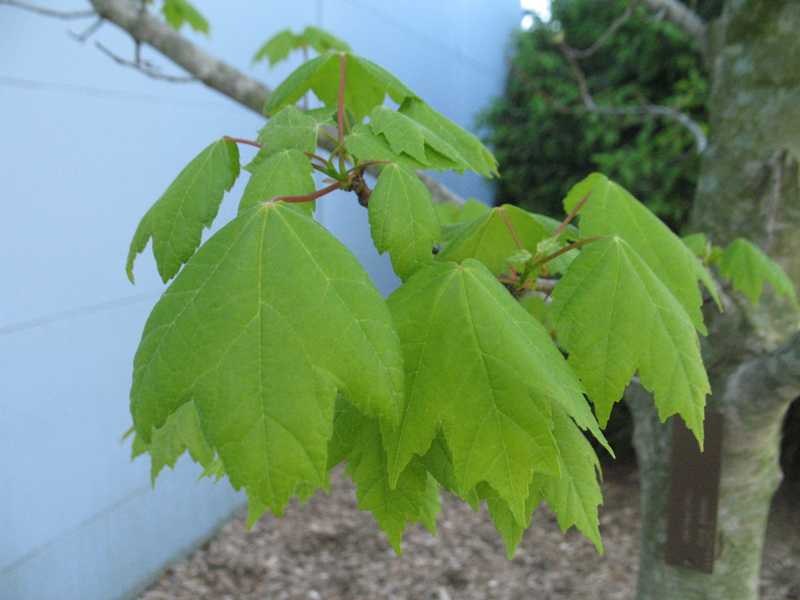 Red maple (Acer rubrum 'Brandywine') 1 red maple (Acer rubrum 'Brandywine')
