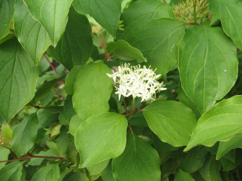 red twig dogwood (Cornus sericea)