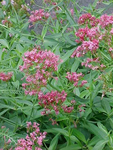 Red Valerian (Centranthus Ruber) 1 red valerian (Centranthus ruber)
