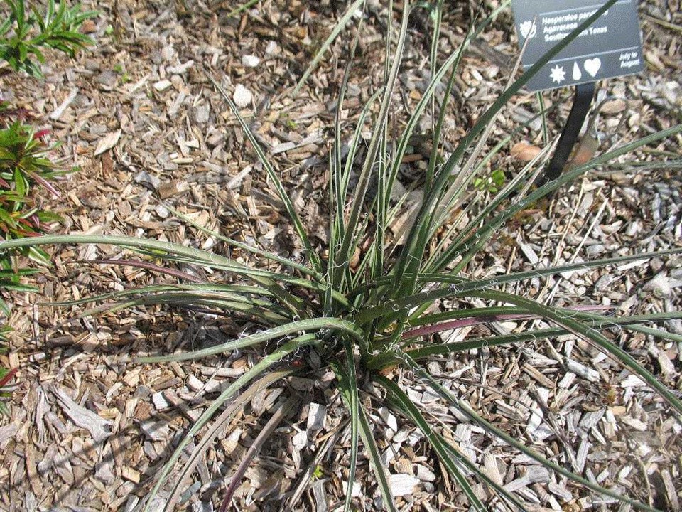 Redflower False Yucca (Hesperaloe parviflora) 1 redflower false yucca (Hesperaloe parviflora)