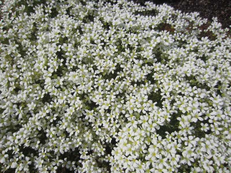 Rockfoil (Saxifraga × arendsii) 1 rockfoil (Saxifraga × arendsii)