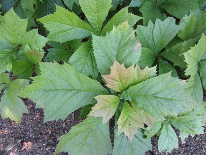 Rodgersia (Rodgersia Podophylla) 1 rodgersia (Rodgersia podophylla)