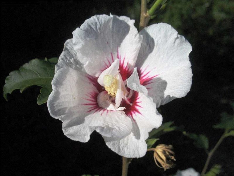 rose of Sharon (Hibiscus syriacus 'Minfren' FIRST EDITIONS BALI)