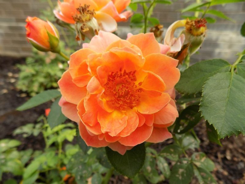 rose (Rosa 'HORcogjil' AT LAST)