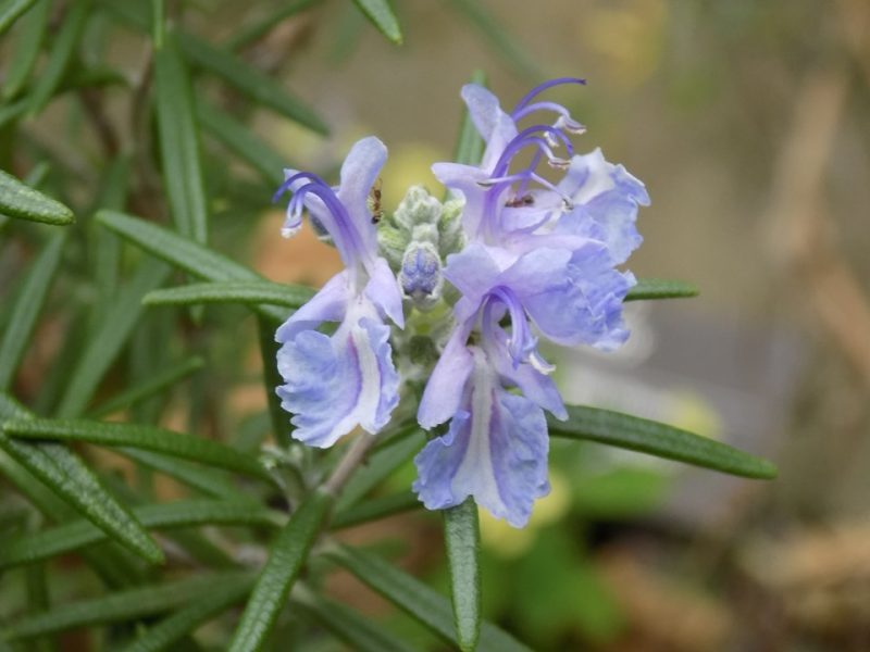 rosemary (Salvia rosmarinus)