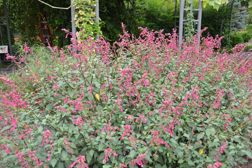 Sage (Salvia 'Wendy's Wish') 1 sage (Salvia 'Wendy's Wish')