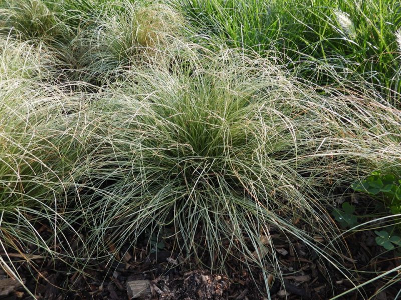 sedge (Carex comans 'Frosted Curls')